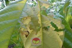 Serangan baru pada daun muda