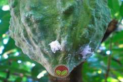 Nimfa lawana pada buah koko