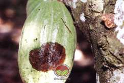 Simptom Penyakit Buah Hitam