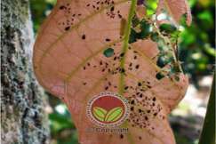 Potensi besar daun diserang akan mengering dan mati