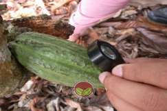 Pengecaman telur boleh dilakukan menggunakan kanta pembesar