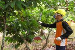 Penggunaan racun serangga dalam pengawalan upbk