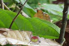 Simptom Penyakit Bebenang