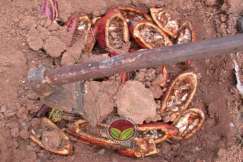 Kawalan dengan cara menanam kulit koko yang diserang