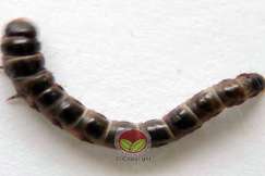 Ulat Pengorek Batang Koko