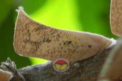 Dikenali dengan badan berwarna putih dan berbintik hitam