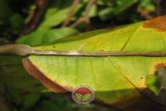 Simptom Penyakit Mati Rosot Vaskular (VSD)