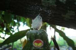 Nimfa lawana pada tangkai buah