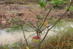 Pokok mati selepas mengalami serangan serius