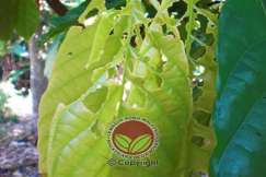 Simptom serangan Ulat Daun