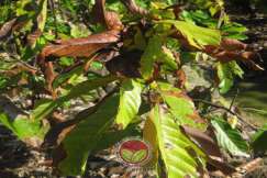 Simptom Penyakit Mati Rosot Vaskular (VSD)