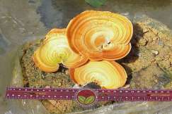 Simptom Penyakit Akar