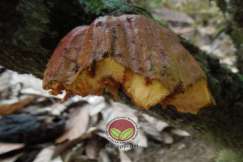 Tinggalan bahagian atas buah dan tangkai akibat serangan musang