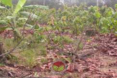 Simptom Penyakit Akar