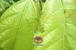 Simptom serangan pada daun muda