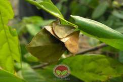 Ulat Bungkus dari spesies Clania wallacei