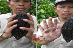 Simptom Penyakit Buah Perang