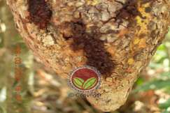 Kulit koko diserang ulat pengorek sabut