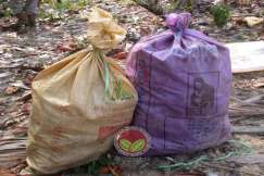 Kulit buah koko yang diserang boleh diletakkan didalam guni bagi mengurangkan serangan