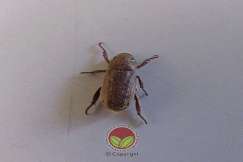 Kumbang kaboi coklat