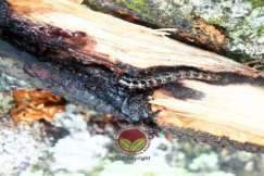 Serangan Serangga Perosak Batang