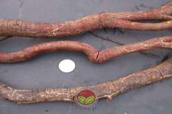 Simptom Penyakit Akar