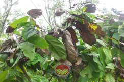 Simptom Penyakit Mati Rosot Vaskular (VSD)