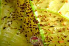 Kutu daun dewasa berwarna merah gelap