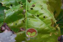 Lubang-lubang kecil akibat serangan namun tidak menyebabkan daun mengering dan mati