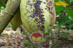 Serangan pada klon hijau