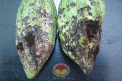 Serangan sekunder oleh perosak lain