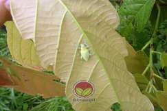 Kumbang belalai dewasa