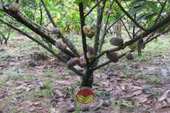 Simptom Penyakit Buah Hitam