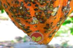 Serangan serius pada buah matang