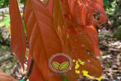 Simptom serangan di daun muda