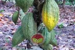 Buah yang diserang upbk mempunyai kesan tompokan kuning pada buah muda