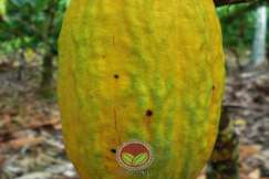 Beberapa lubang keluar pada sebiji buah koko