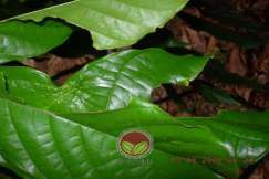 Serangan pada daun tua