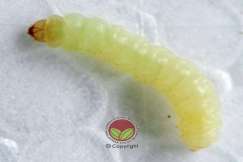 Larva