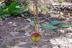 Beberapa lubang serangan pada bahagian batang pokok kecil
