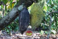 Simptom Penyakit Buah Perang