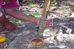 Mengikis kulit batang bagi melihat kesan kerosakan
