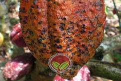 Bintik hitam di permukaan buah koko