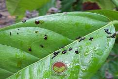 Najis dipermukaan daun