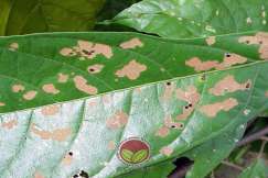 Simptom serangan Ulat Bungkus