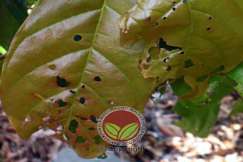 Simptom serangan Ulat Bungkus