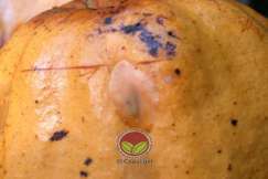 Pupa pada permukaan buah koko