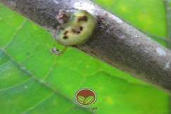 Simptom Penyakit Mati Rosot Vaskular (VSD)