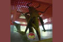 Proses mengawan belalang