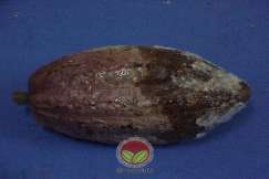 Simptom Penyakit Buah Hitam